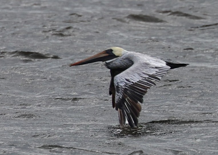 Pelikano arrea - ML625578234