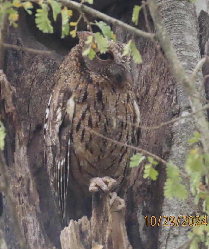 Madagascar Scops-Owl (Torotoroka) - ML625578301