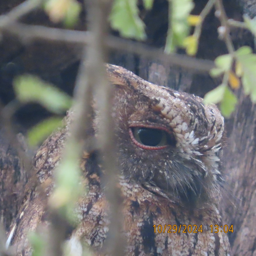 Madagascar Scops-Owl (Torotoroka) - ML625578306