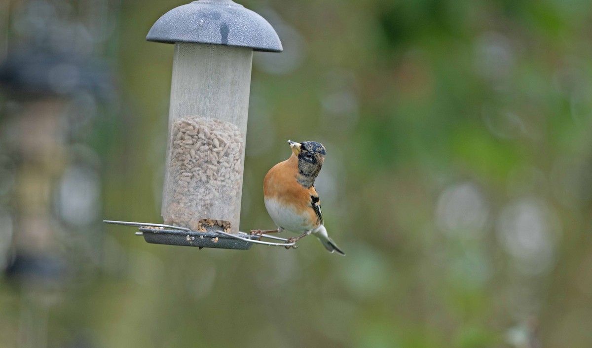 Brambling - ML625578357