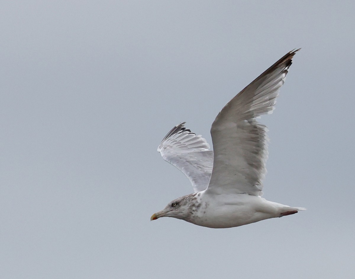 Kaio hauskara amerikarra - ML625578381