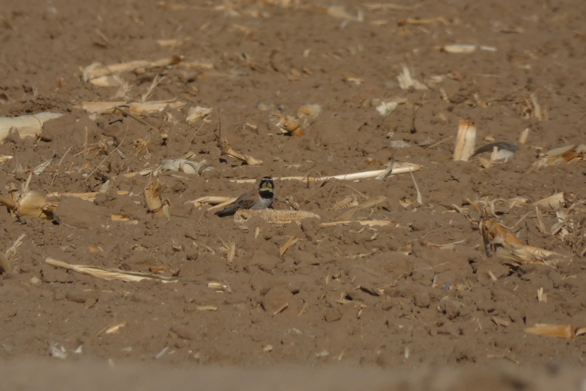 Horned Lark - Kathy Woolsey