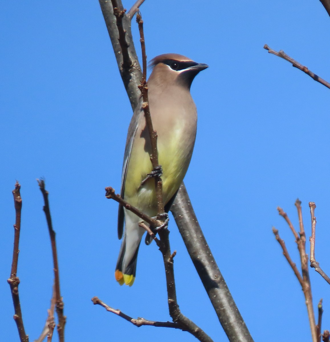 Cedar Waxwing - ML625578621