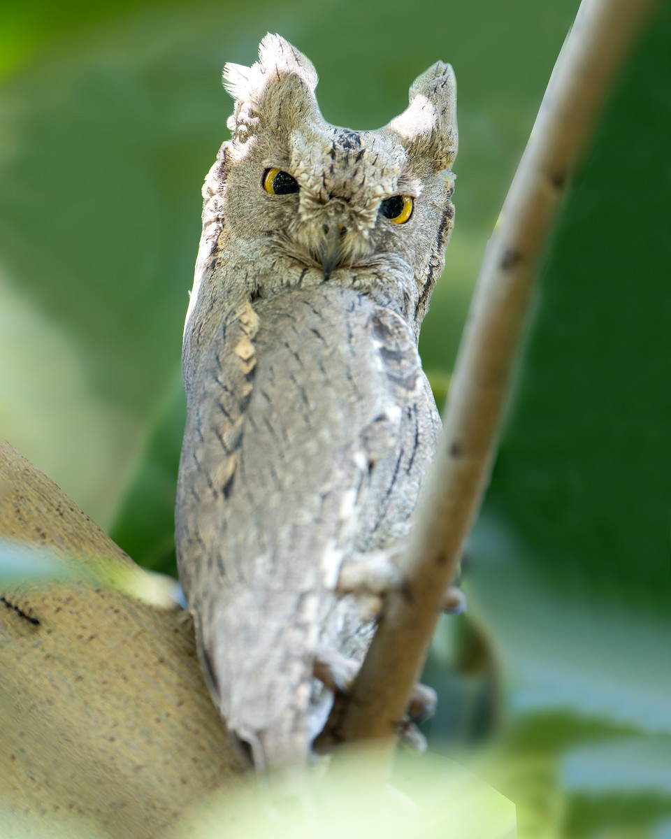 Pallid Scops-Owl - Manoj ch