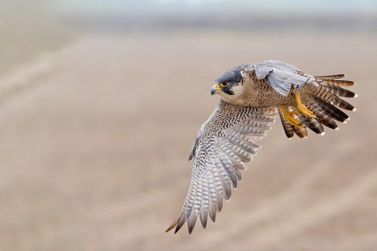 Peregrine Falcon - ML625578727