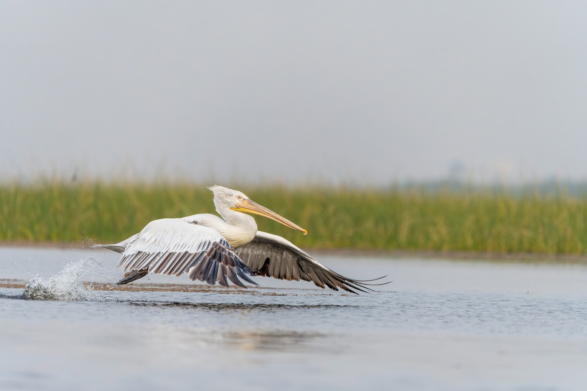 Dalmatian Pelican - Manoj ch