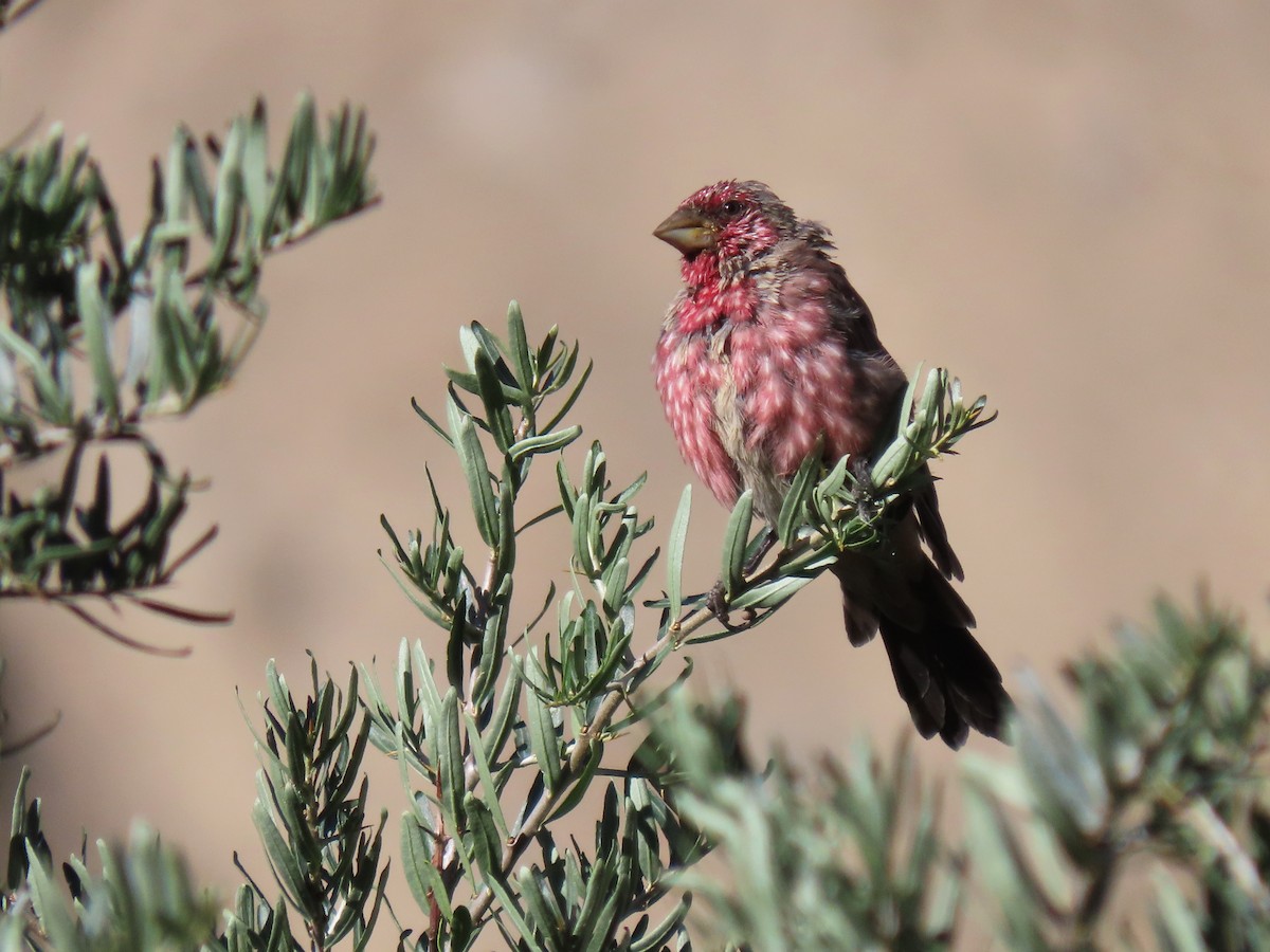 Streaked Rosefinch - ML625578758