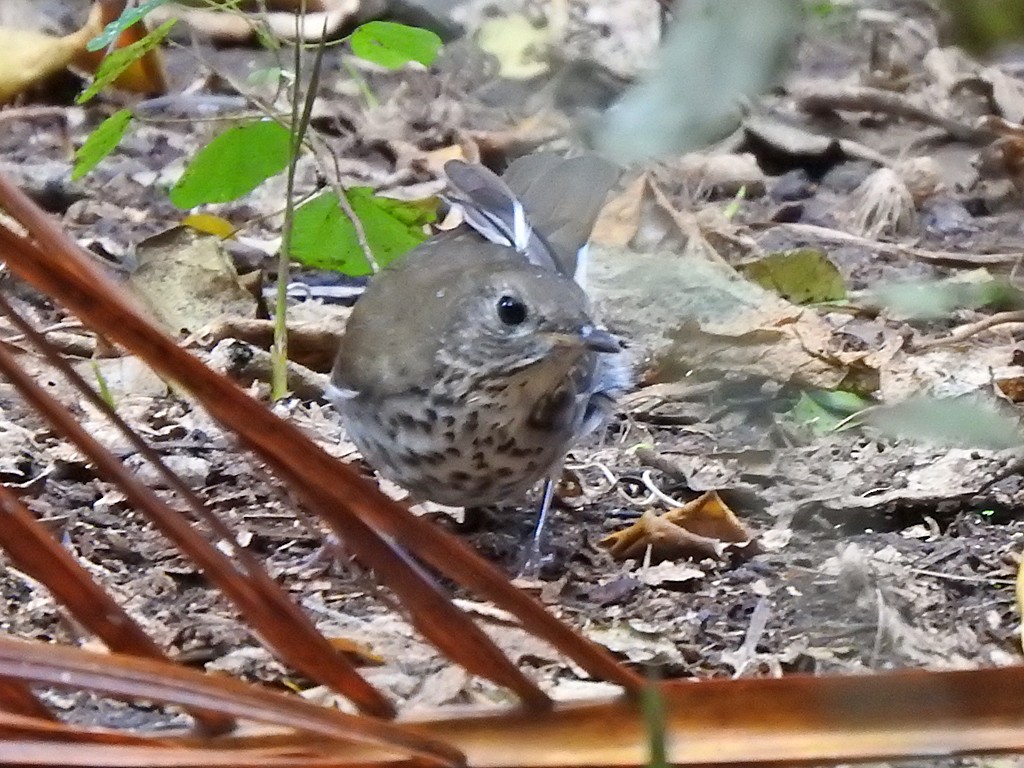 Gray-cheeked Thrush - Richard Garrigues