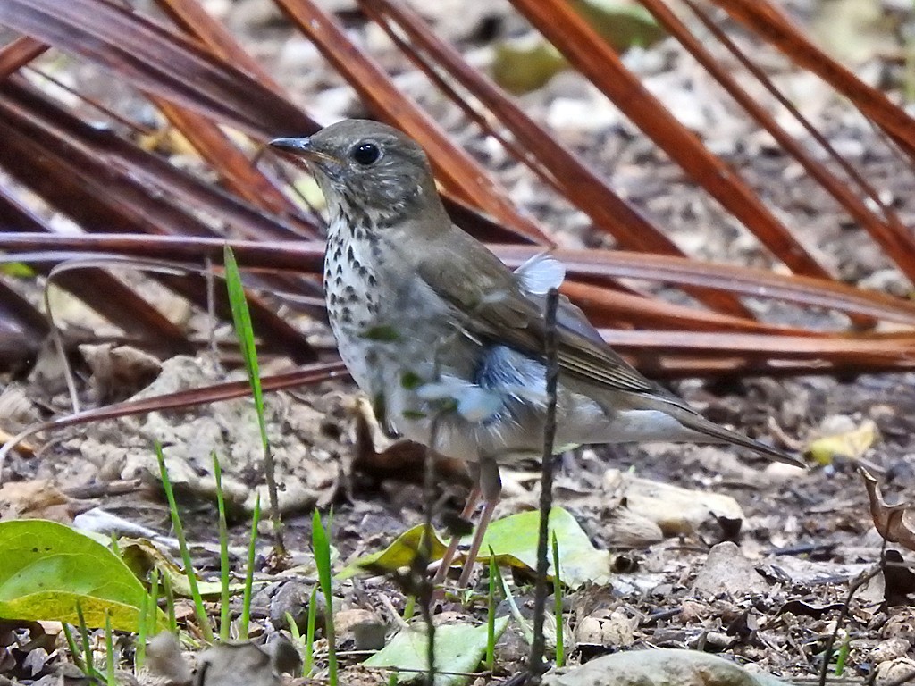 Gray-cheeked Thrush - Richard Garrigues