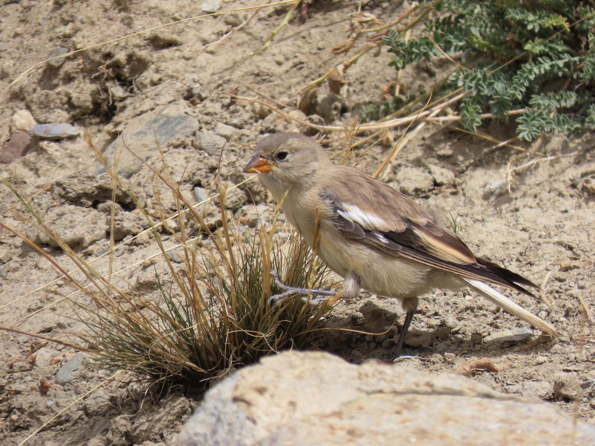 Black-winged Snowfinch - ML625578832