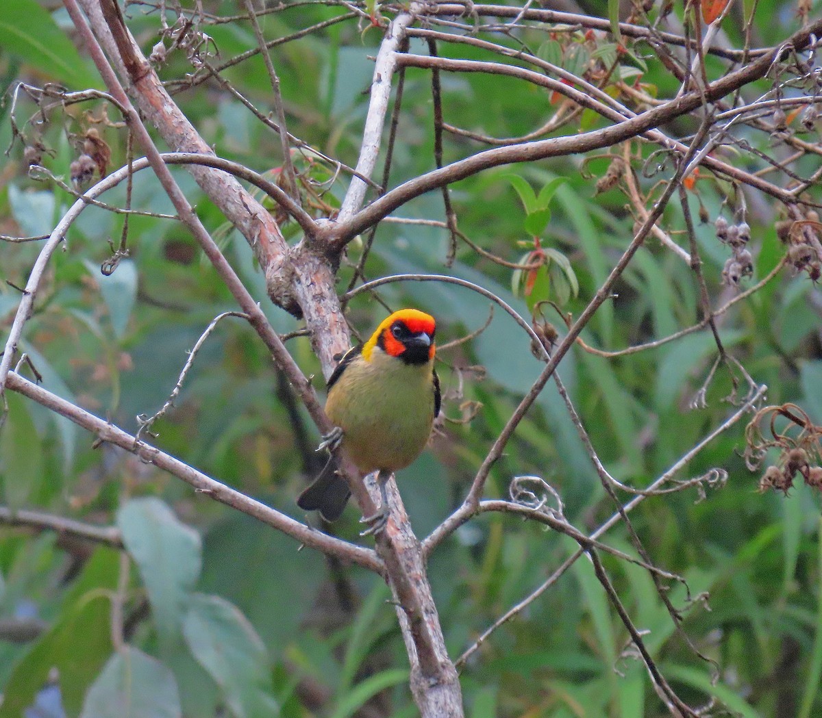 Flame-faced Tanager - Mark Amershek