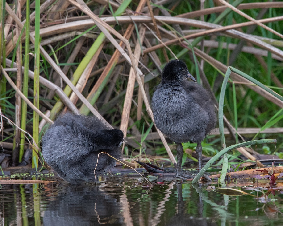 Red-fronted Coot - ML625578849