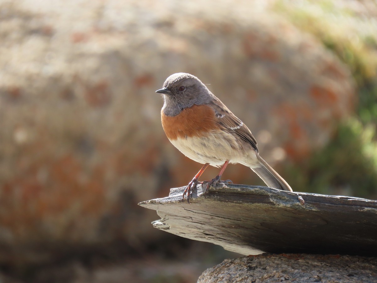 Robin Accentor - ML625578890