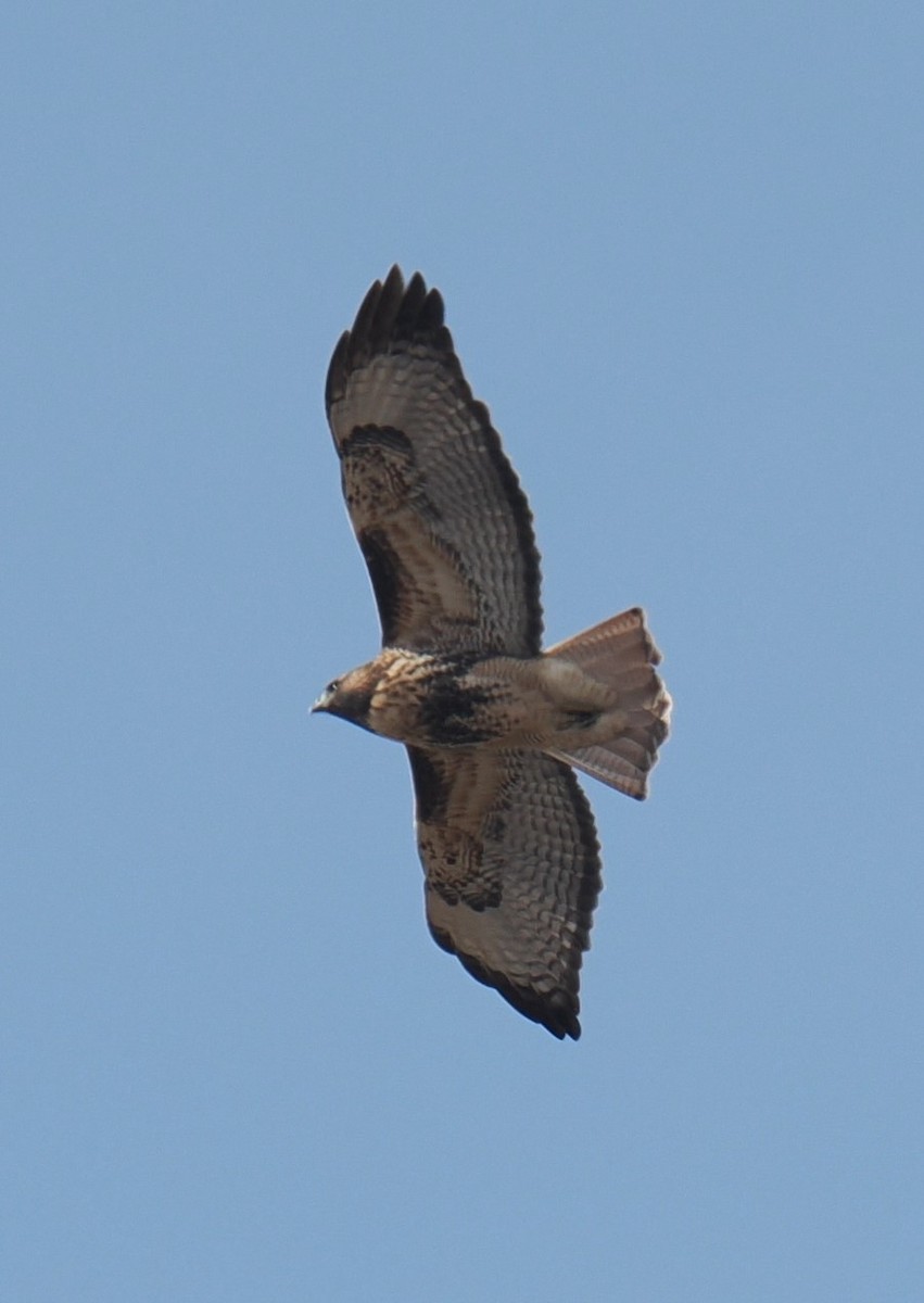 Red-tailed Hawk (abieticola) - ML625579014