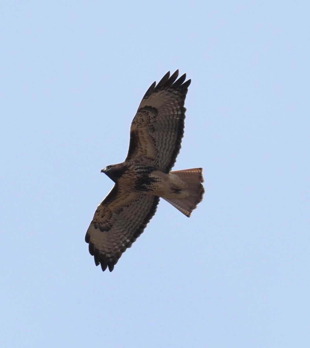 Red-tailed Hawk (abieticola) - ML625579040