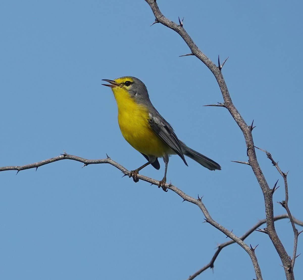 Barbuda Warbler - ML625579117
