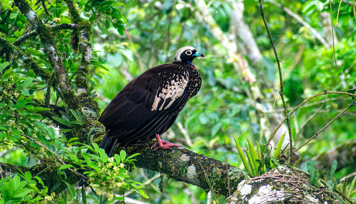 Black-fronted Piping-Guan - ML625579134