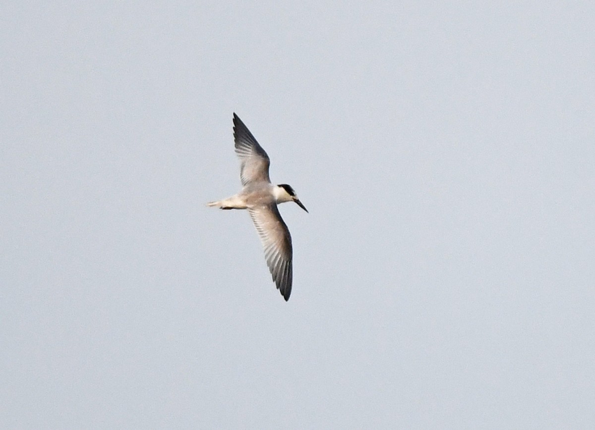 Little Tern - Joshua Vandermeulen