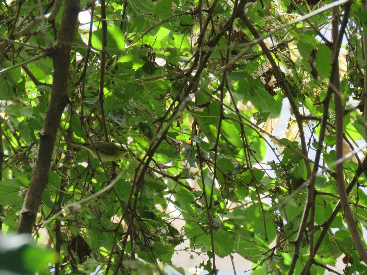 Green Warbler - Shaheen Shalchi