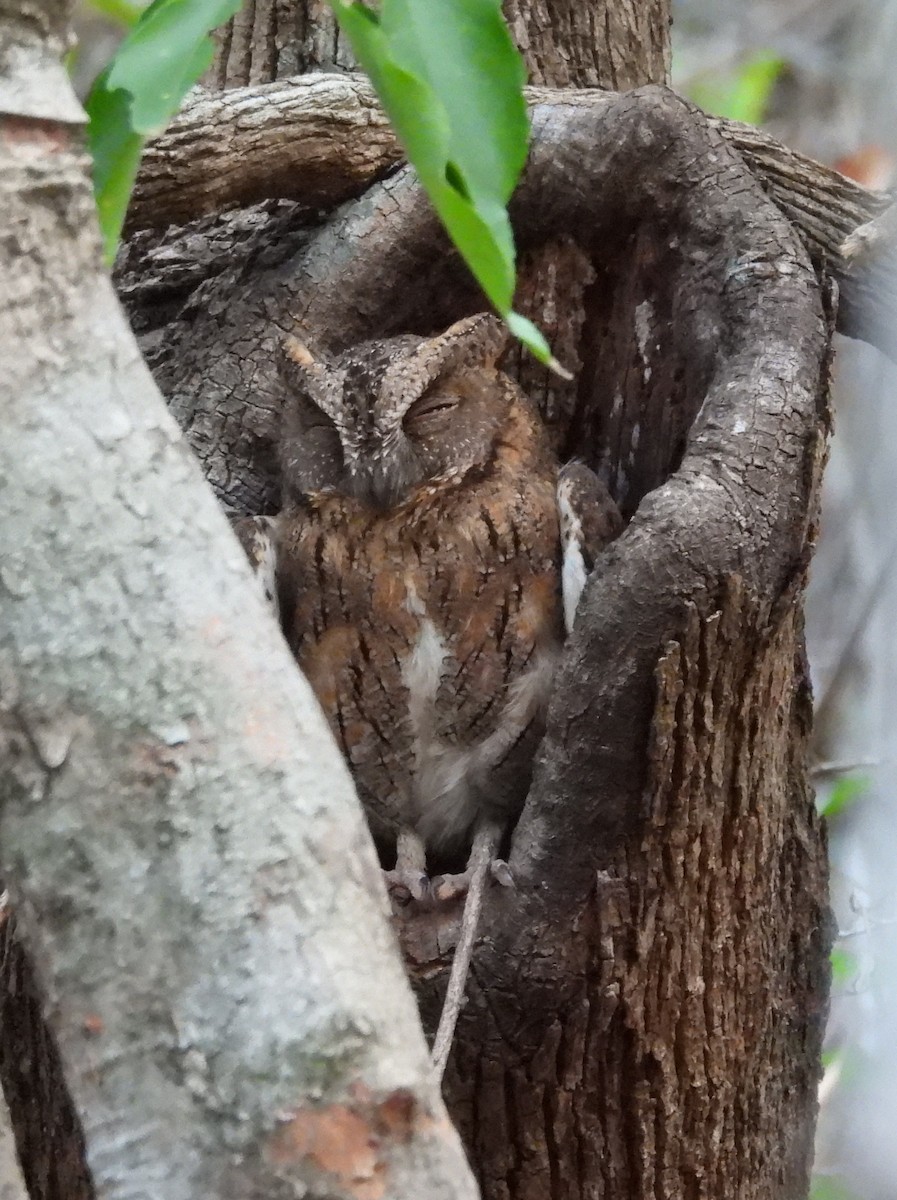 Madagascar Scops-Owl (Torotoroka) - ML625579250