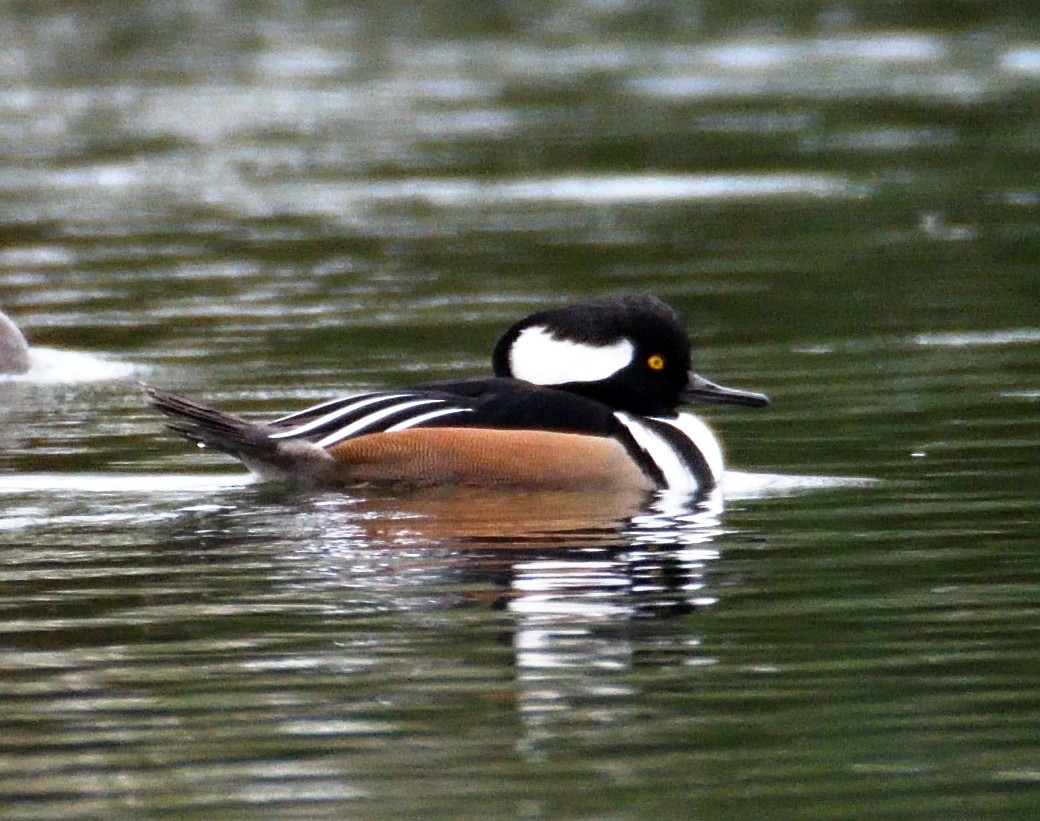 Hooded Merganser - ML625579273