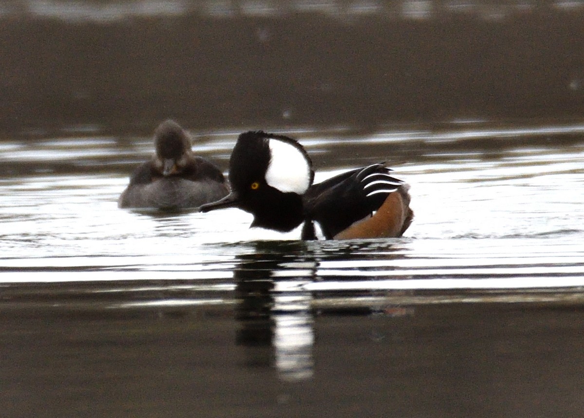 Hooded Merganser - ML625579274