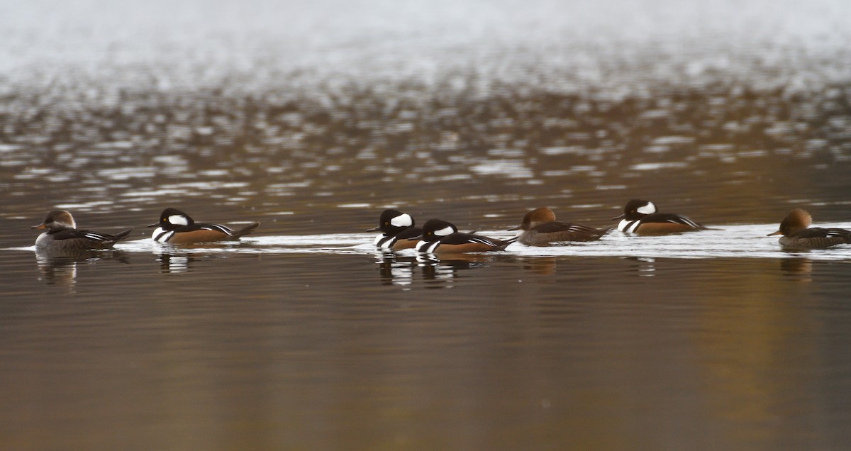 Hooded Merganser - ML625579275