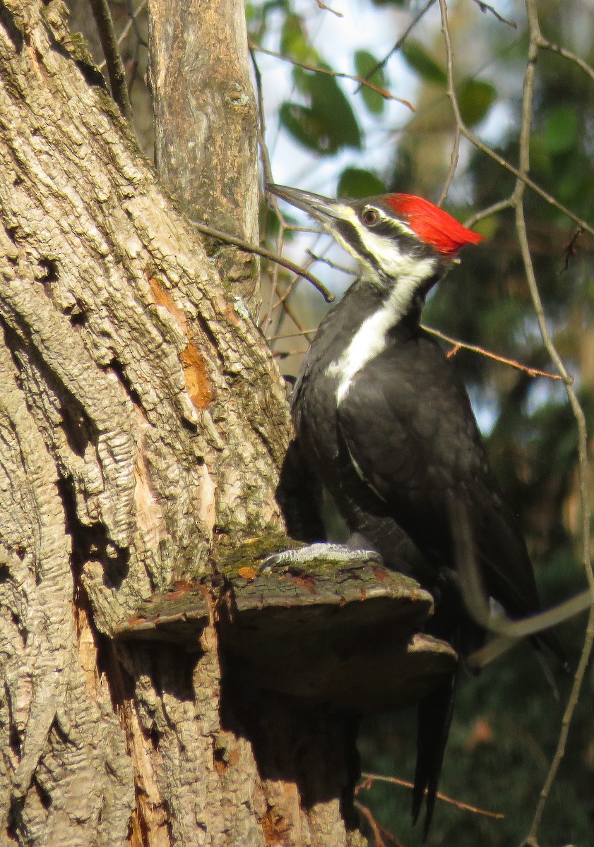 Pileated Woodpecker - ML625579394