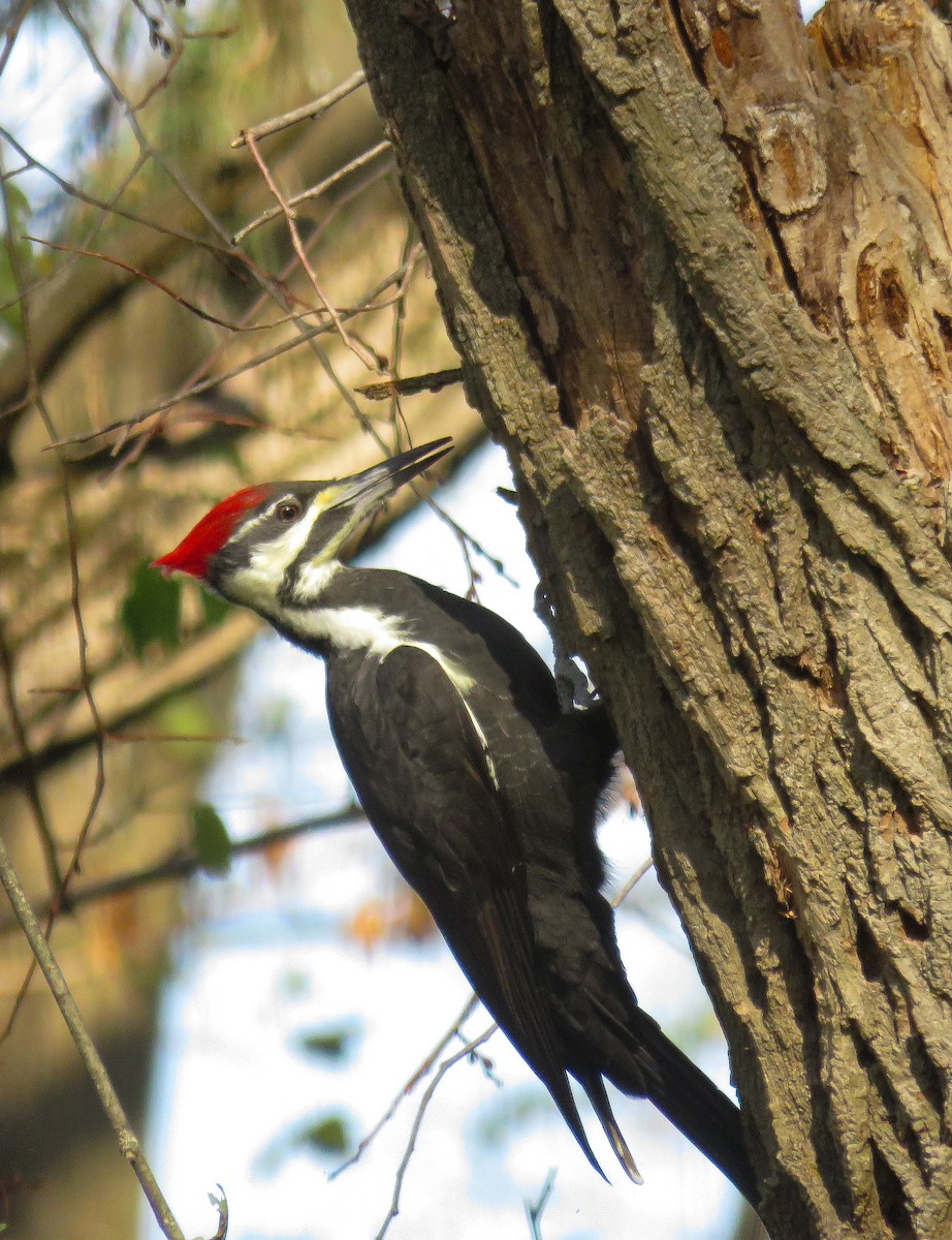 Pileated Woodpecker - ML625579395