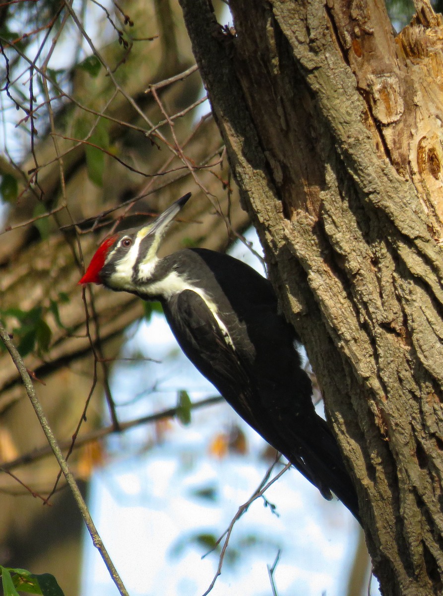 Pileated Woodpecker - ML625579397