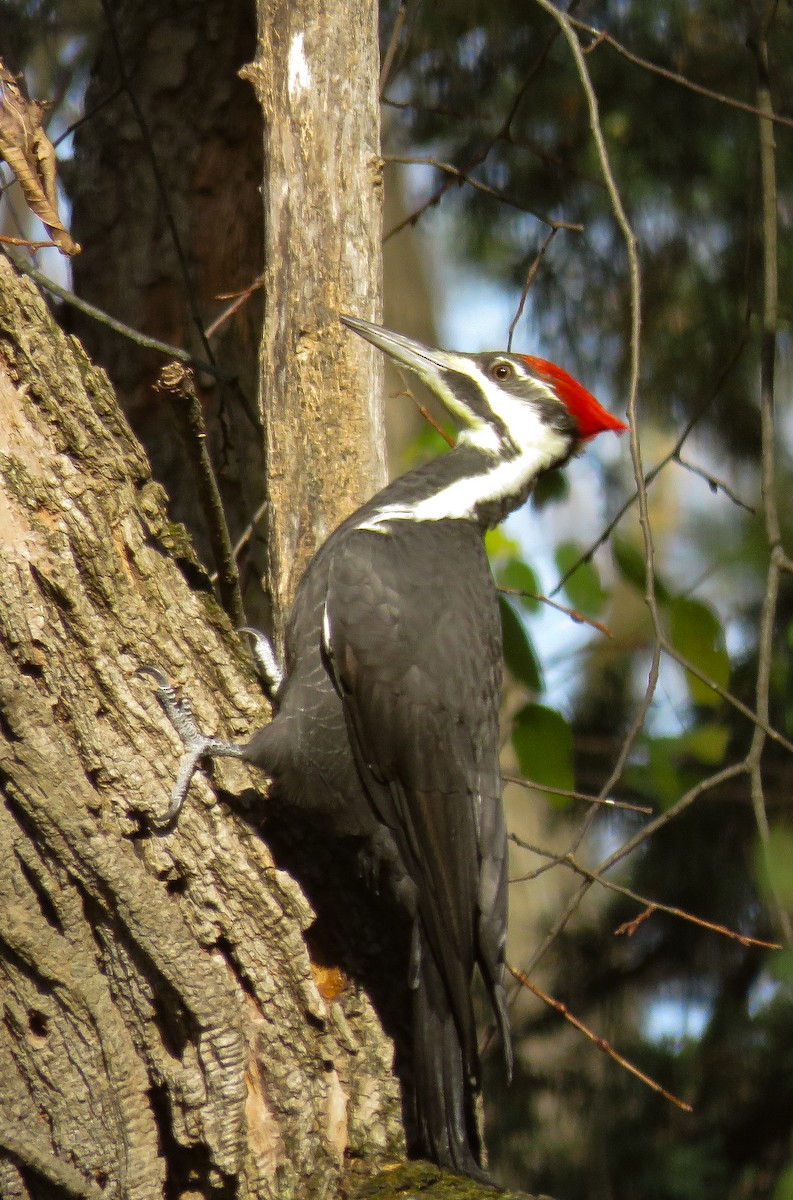 Pileated Woodpecker - ML625579398