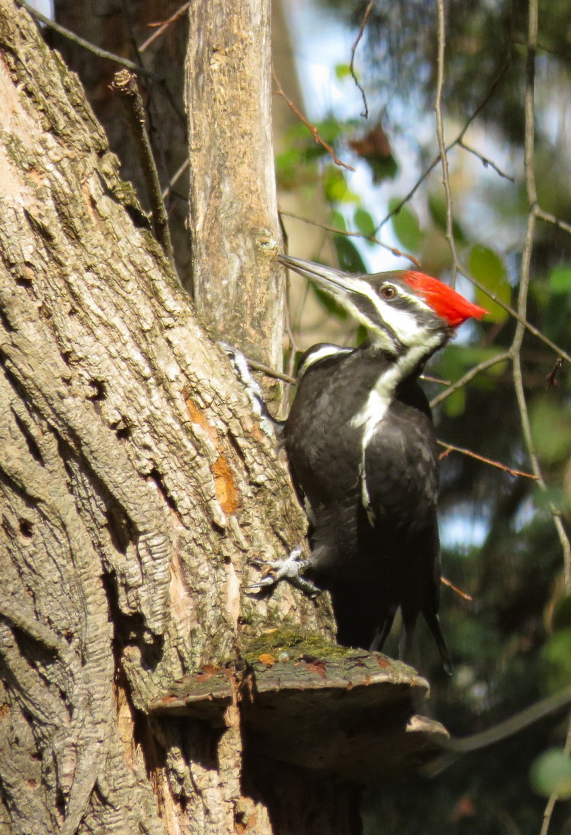 Pileated Woodpecker - ML625579400