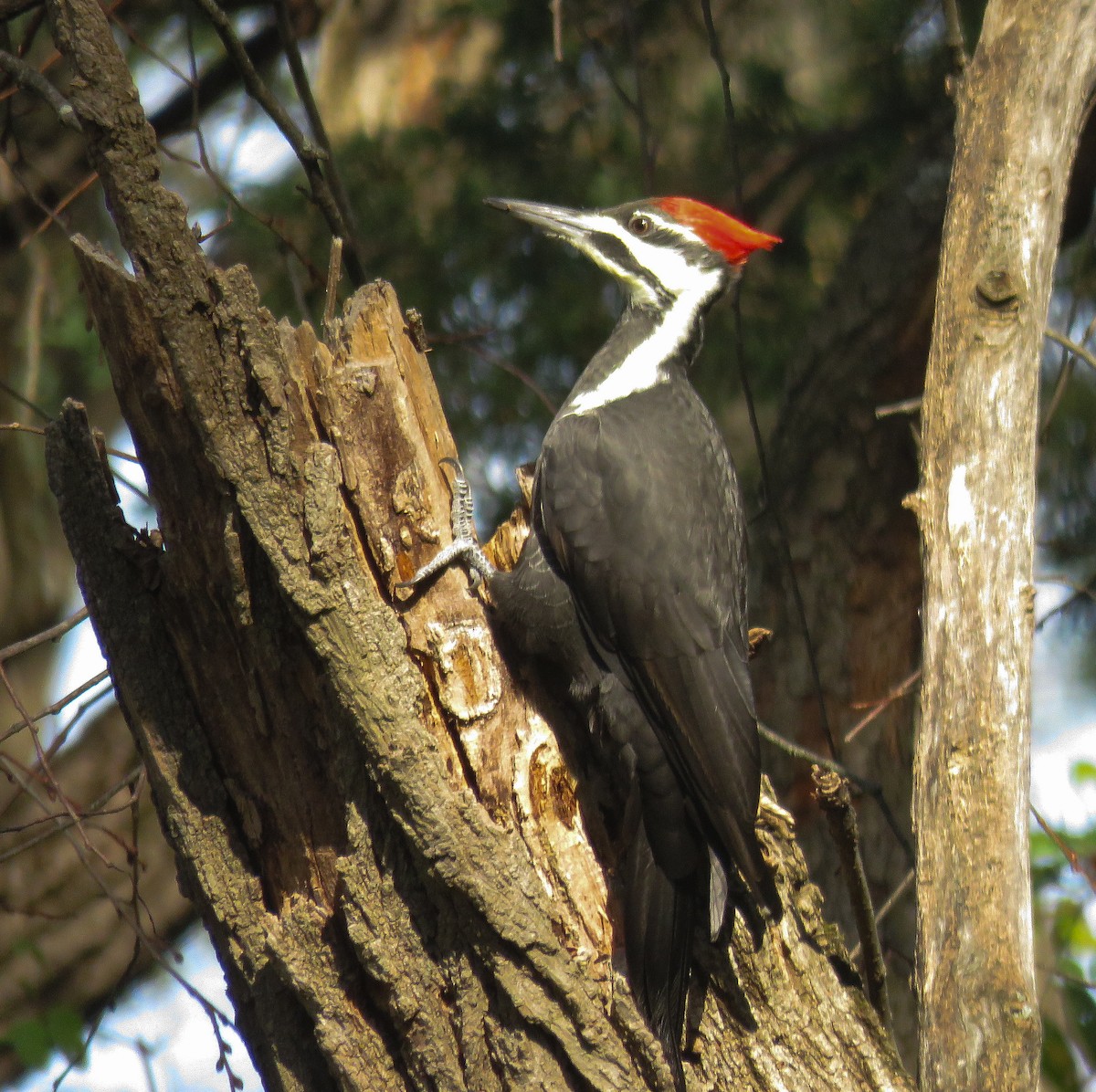 Pileated Woodpecker - ML625579401