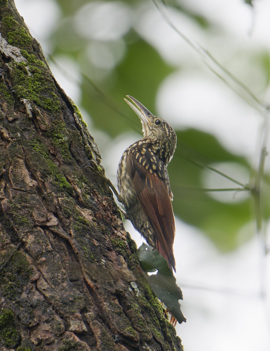 Black-striped Woodcreeper - ML625579425