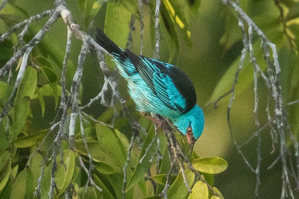 Blue Dacnis - ML62557951