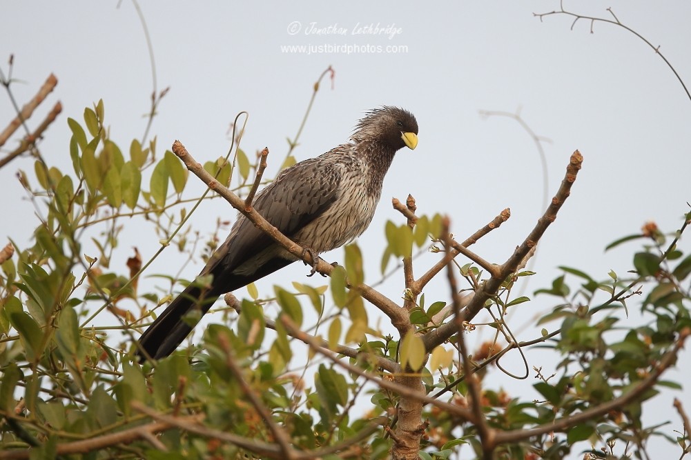 Western Plantain-eater - ML625579567