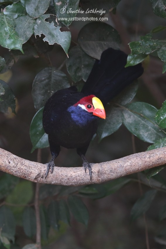 Violet Turaco - ML625579584