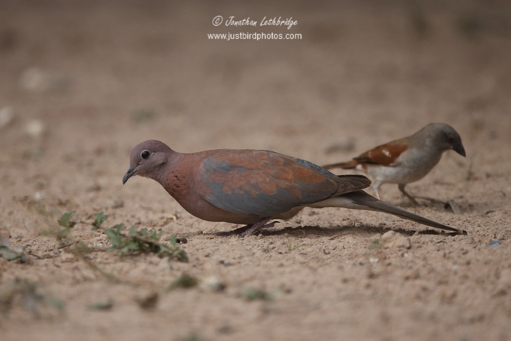 Laughing Dove - ML625579585