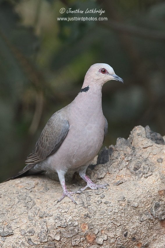 Mourning Collared-Dove - ML625579605