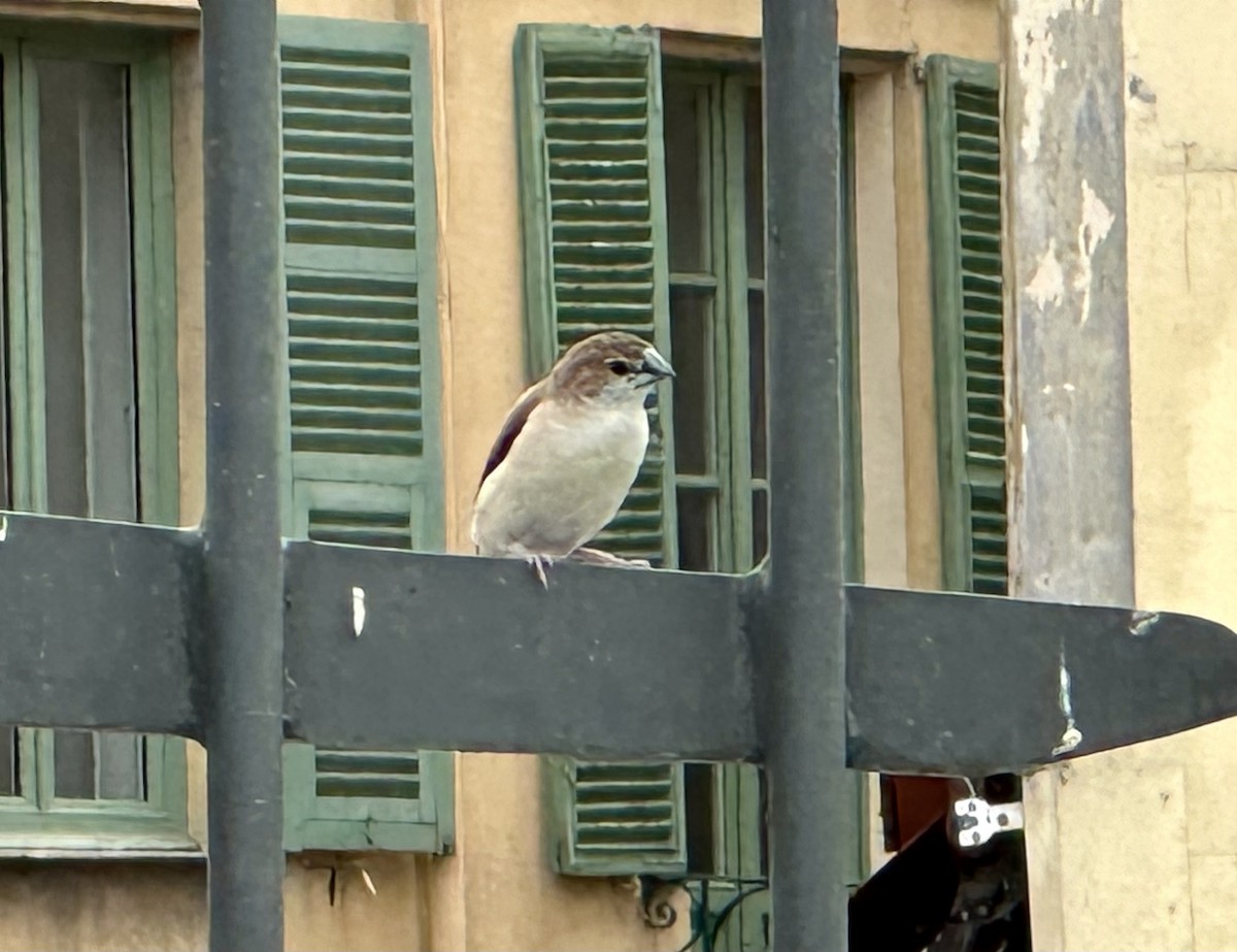 白喉文鳥 - ML625579788