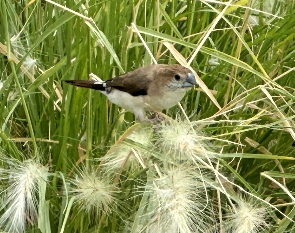 白喉文鳥 - ML625579824