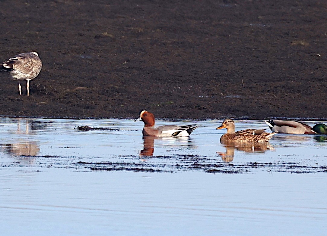 Canard siffleur - ML625579847