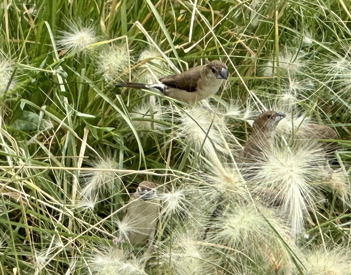白喉文鳥 - ML625579871