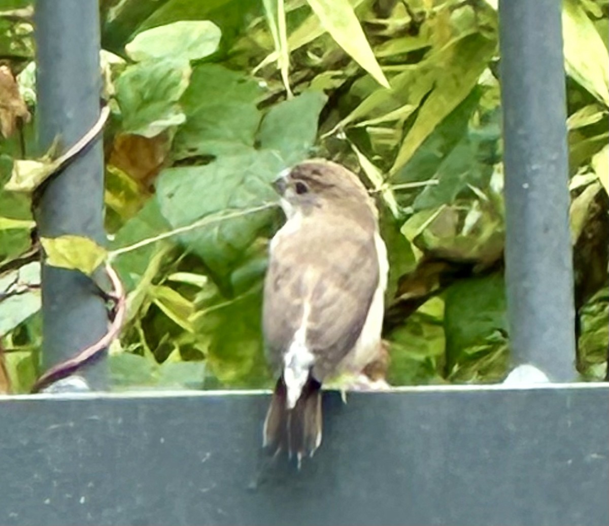 白喉文鳥 - ML625579888