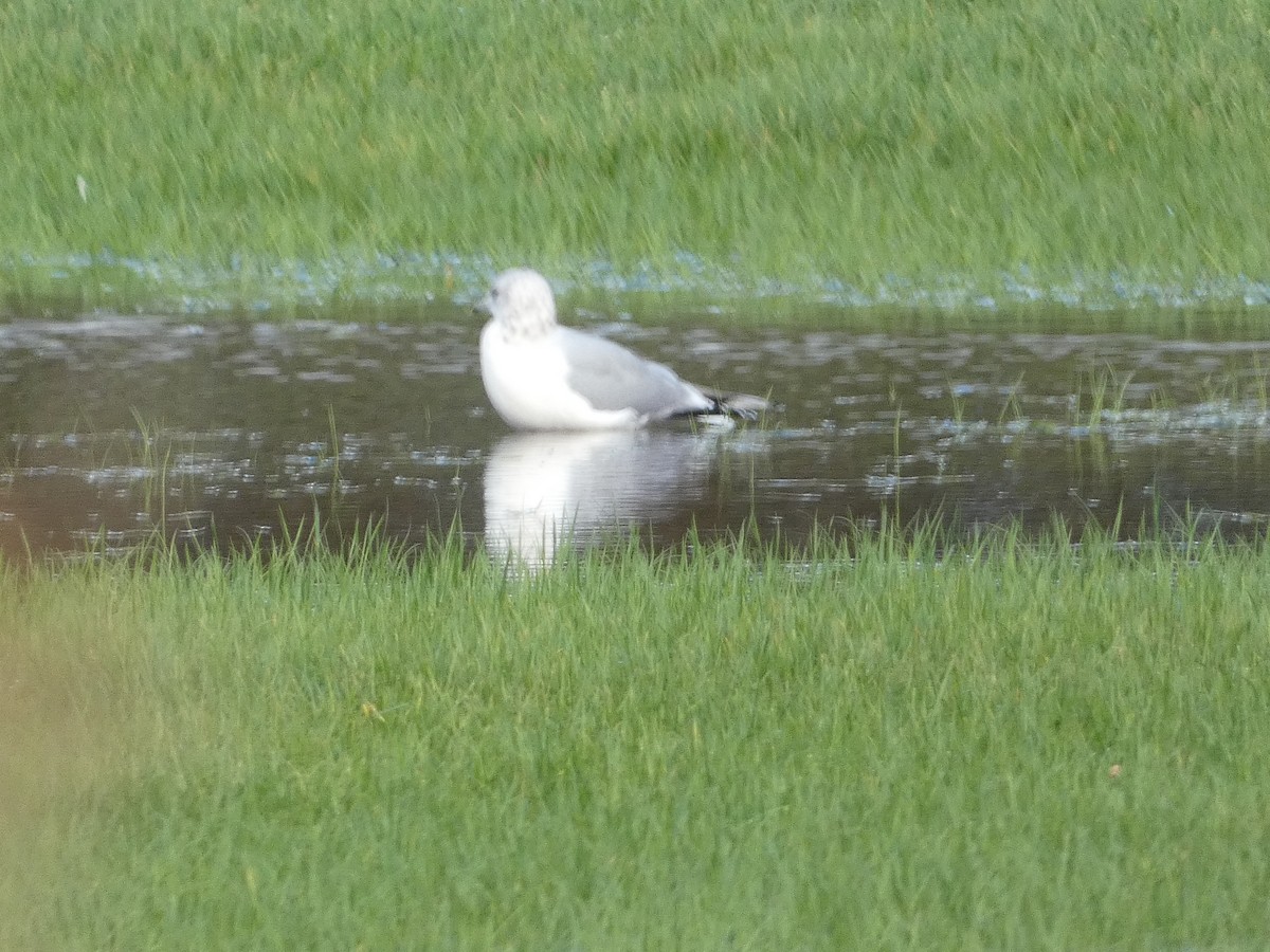 Common Gull - ML625579912