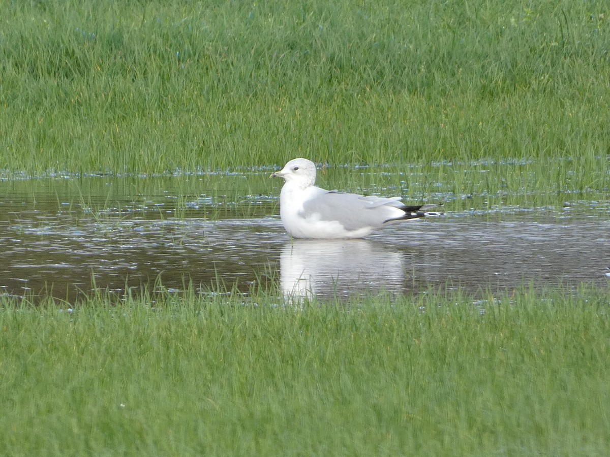 Common Gull - ML625579913