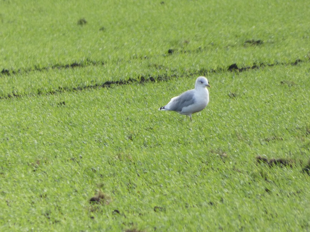 Common Gull - ML625579914