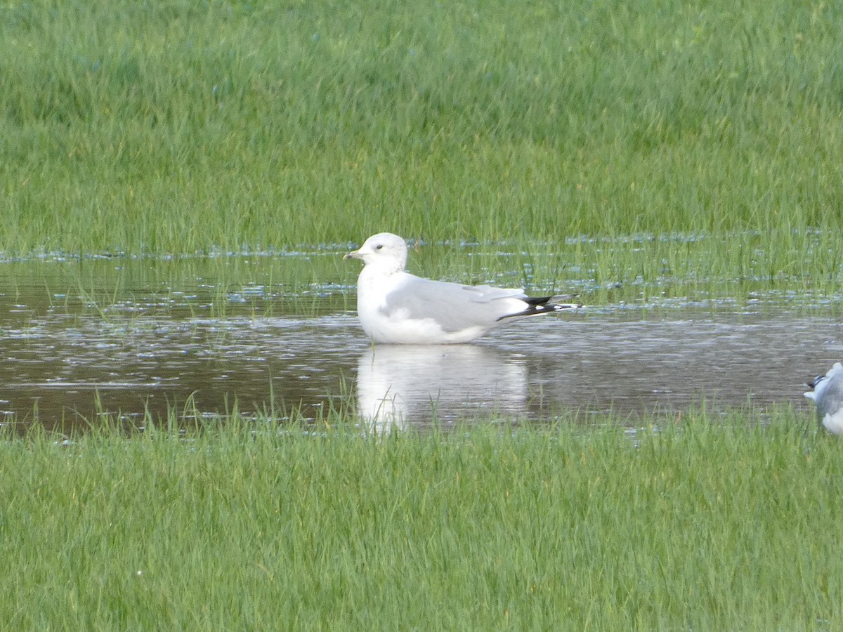 Black-headed Gull - ML625579931