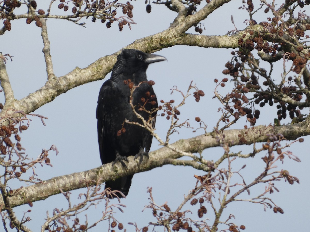 Carrion Crow - ML625579977