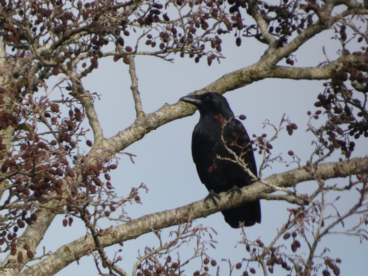 Carrion Crow - ML625579980